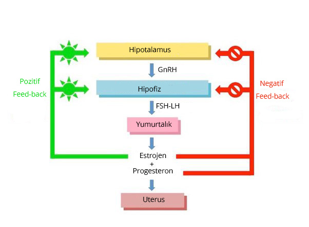 Kadın Üreme Hormonları 3 Kadın Üreme Hormonları