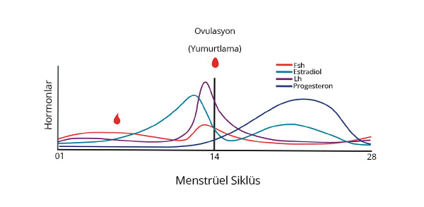 Kadın Üreme Hormonları 2 Kadın Üreme Hormonları